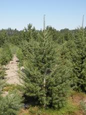 Douglas Fir